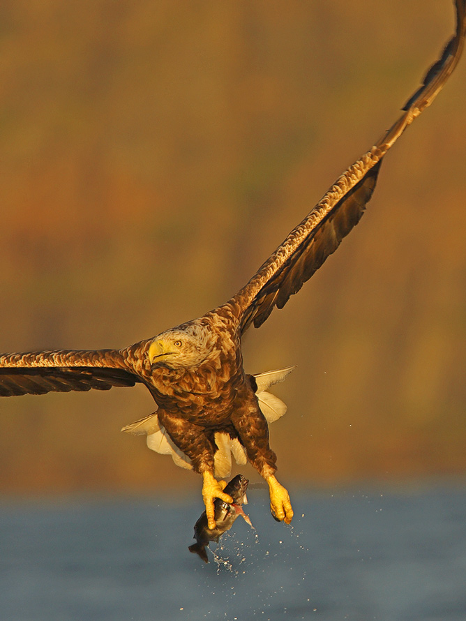Seeadler mit Beute (W)