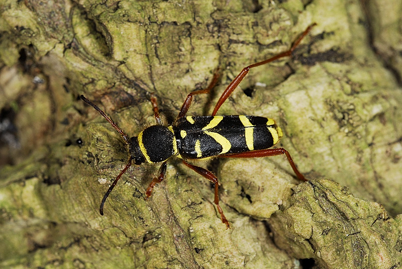 Gemeiner Widderbock