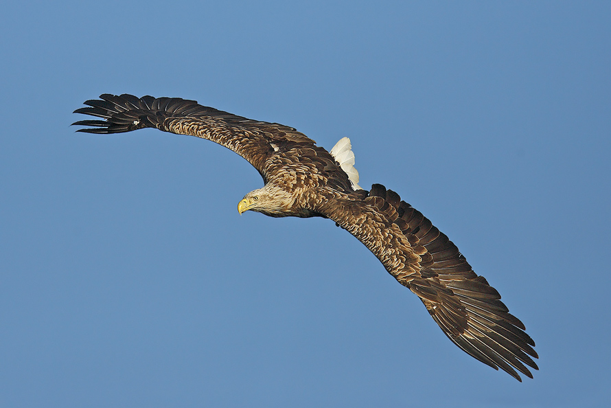 Seeadler vor blauem Himmel