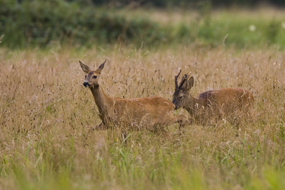 Ricke mit treibendem Bock