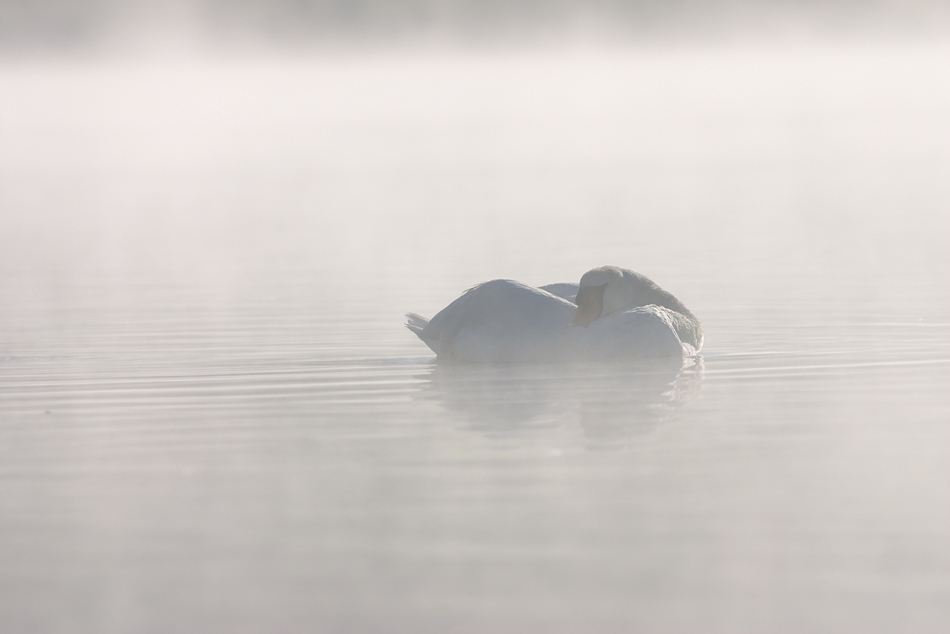 Schwan im Morgennebel