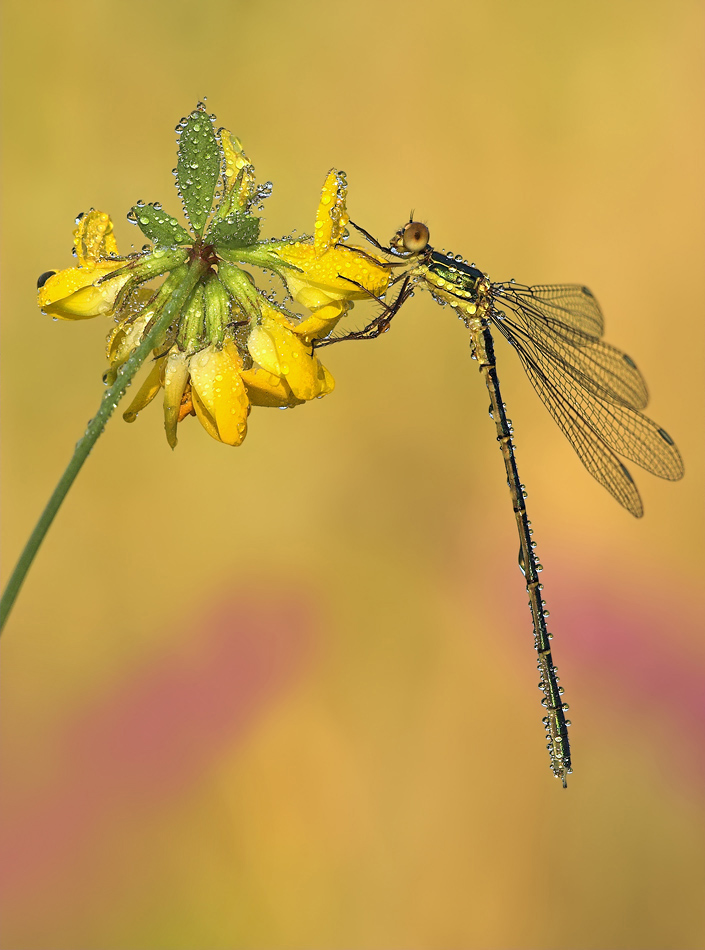 Auf einer goldenen Wiese,