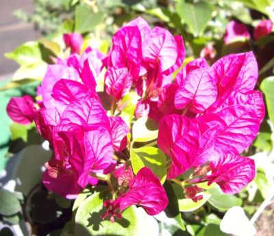 Glanz in der Sonne