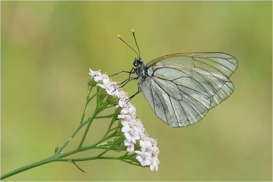 Baumweißling ( Aporia crataegi )