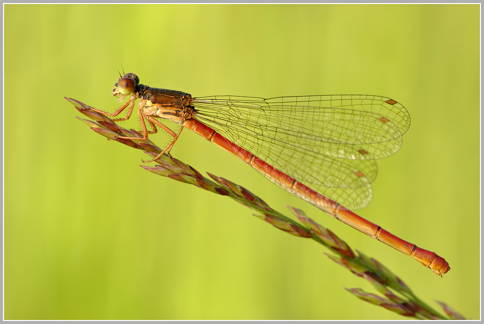 Späte Adonisjungfer (Ceriagrion tenellum)