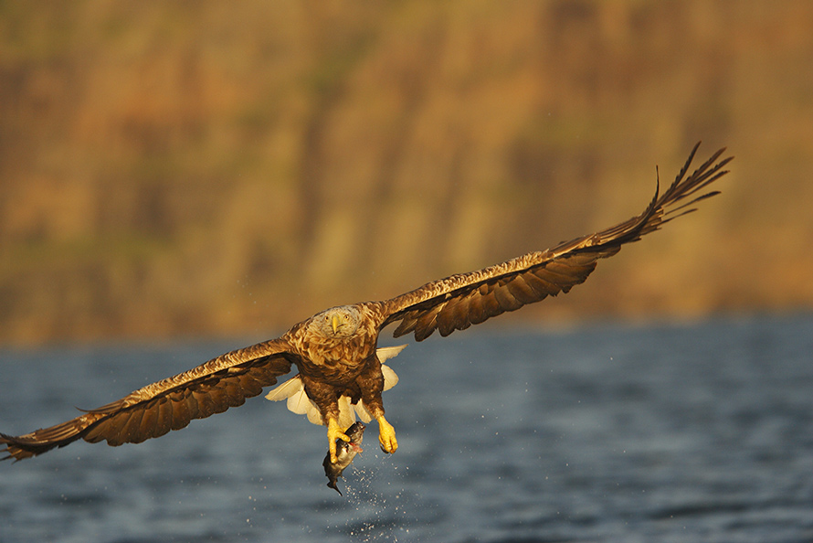 Seeadler mit Beute