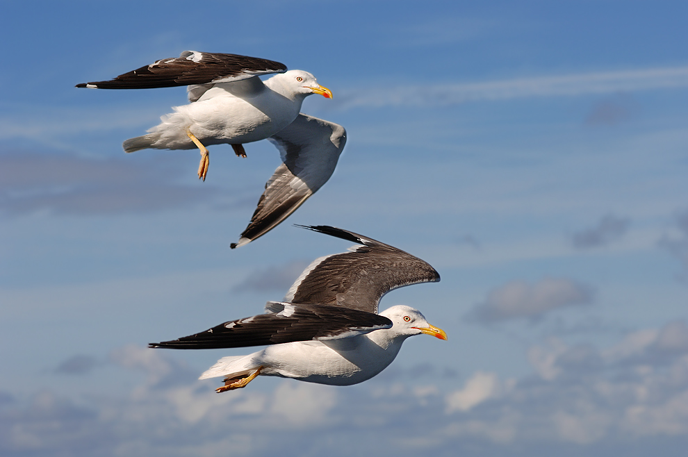 Begleitung nach Texel