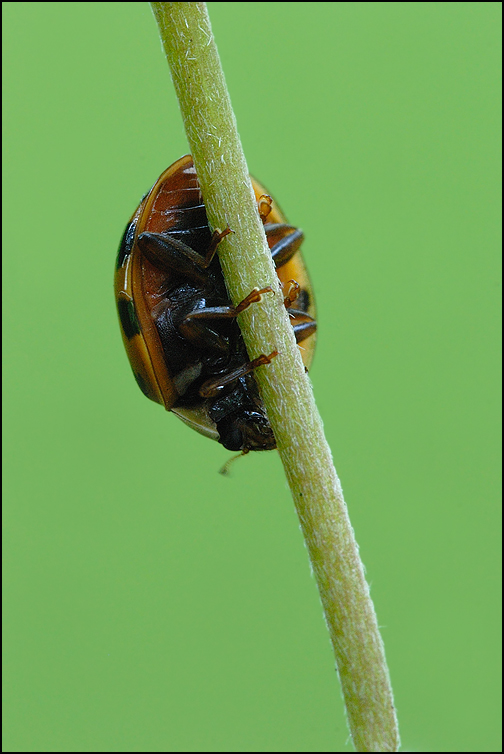 Asiatischer Marienkäfer (Harmonia axyridis)