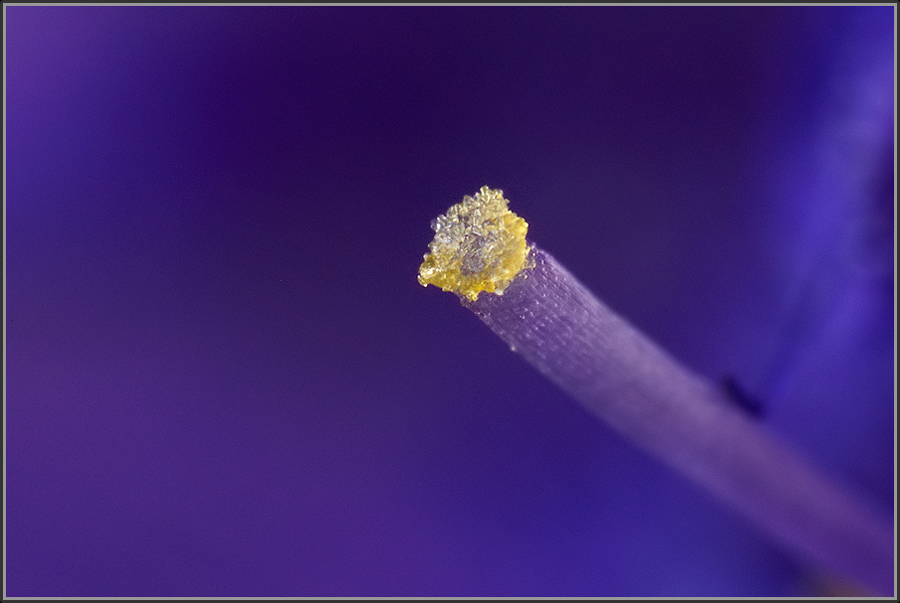 Tradescantia virginiana (Dreimasterblume) - 3
