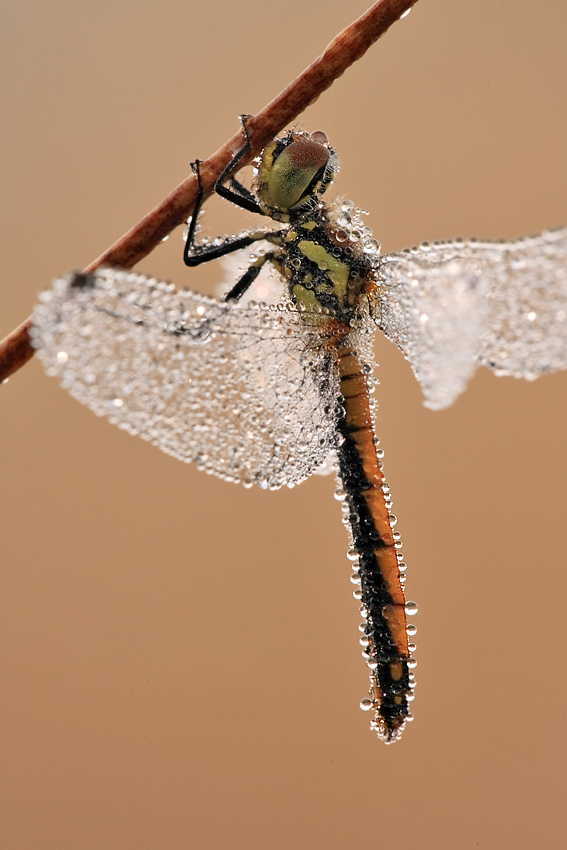 Schwarze Heidelibelle