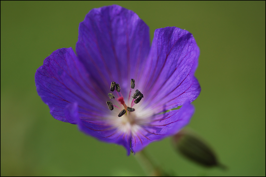 Blüte aber welche?