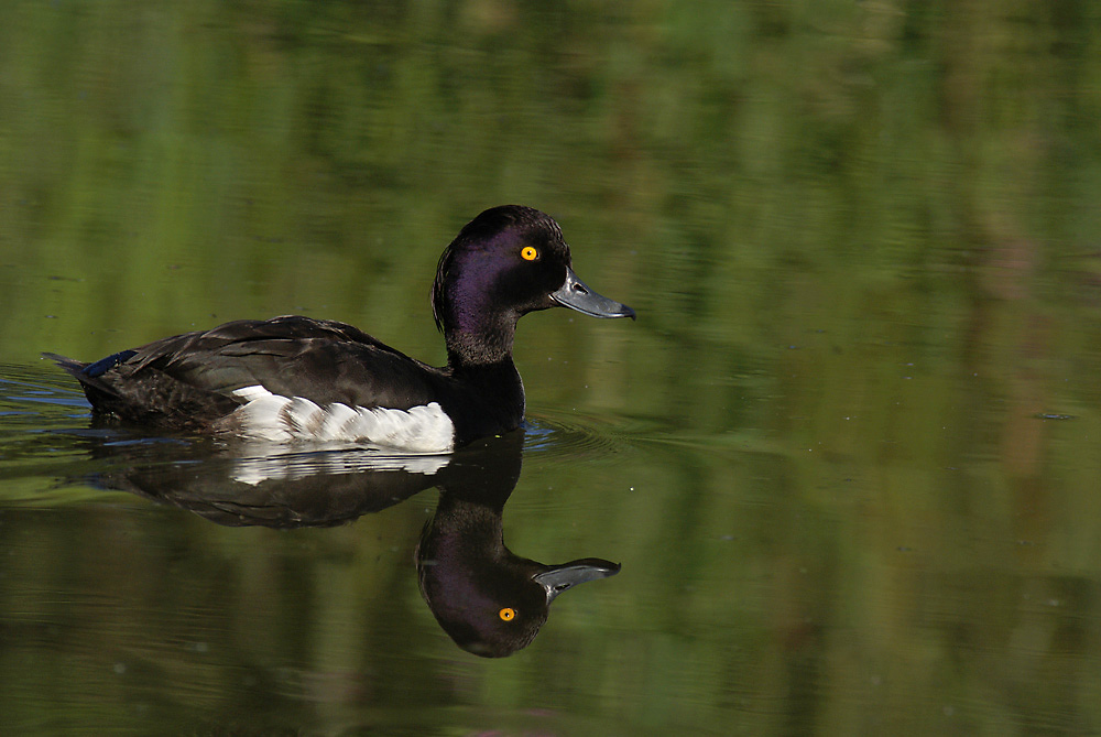 Reiherentenerpel (Aythya fuligula)