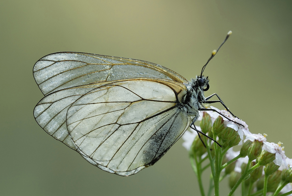 Und noch ein Baumweißling ( Aporia crataegi )