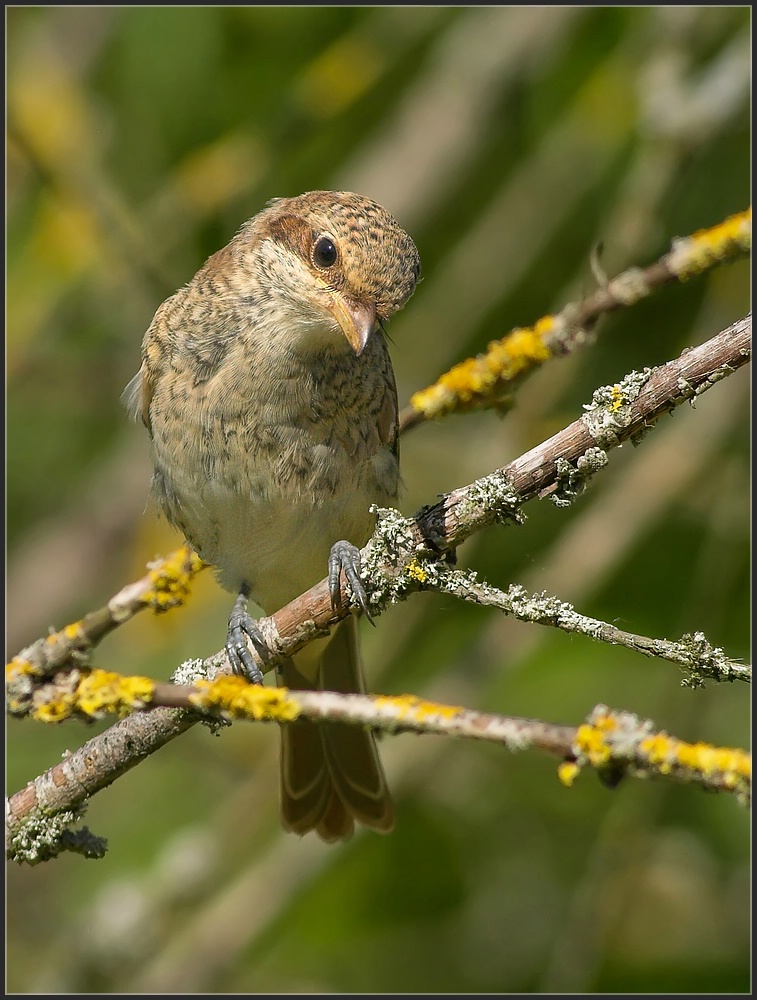 Juveniler Neuntöter (2)