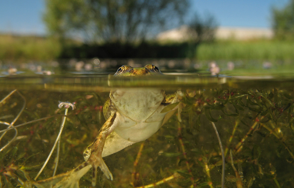 Grünfrosch