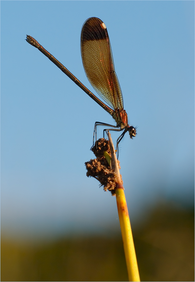 Bronzene Prachtlibelle