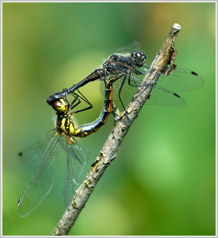 Schwarze Heidelibelle