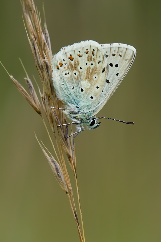 Polyommatus coridon