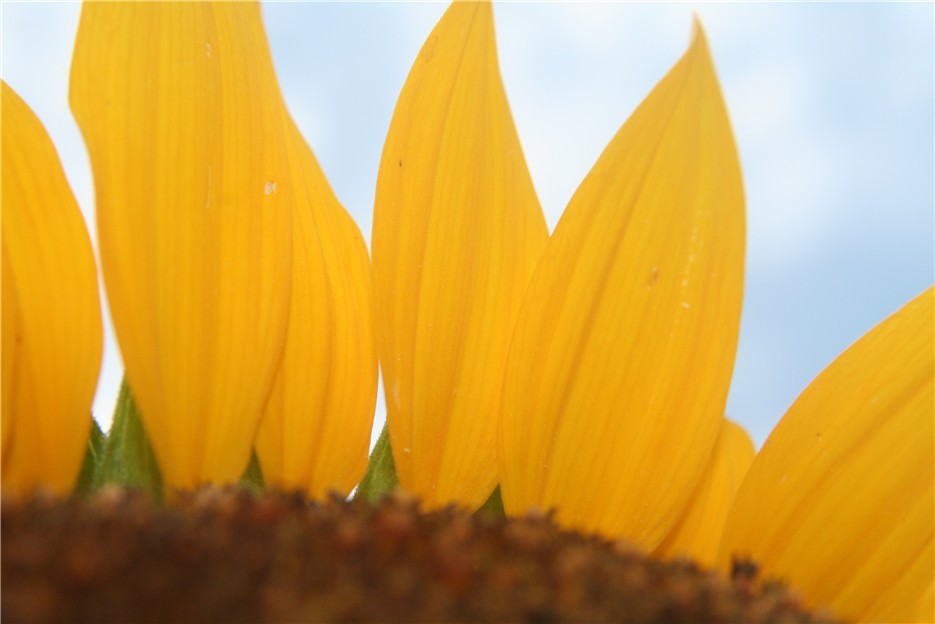 Wolken über Sonnenblume