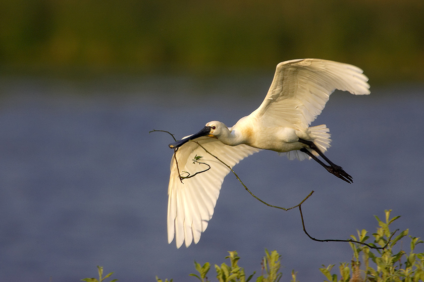 Texel Löffler