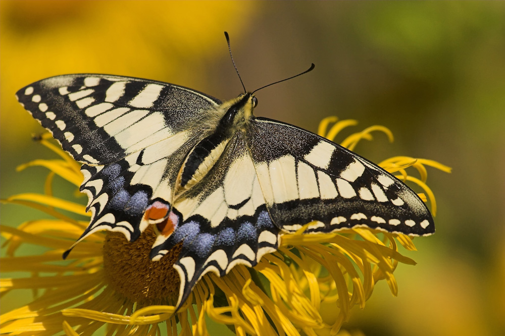 Papilio machaon