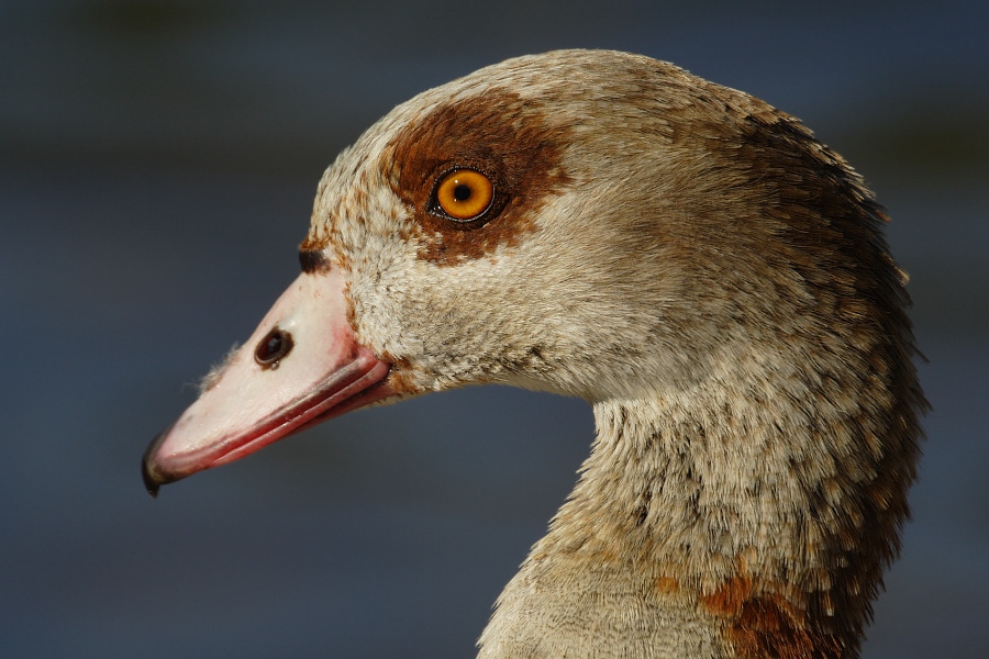 Noch mal Nilgans