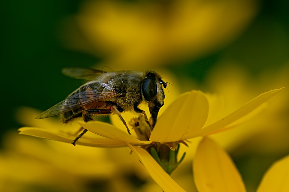 Schwebfliege auf gelber Blüte