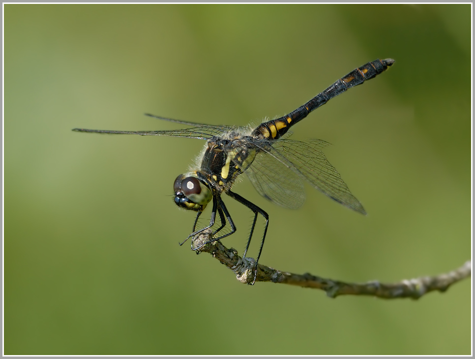 Schwarze Heidelibelle