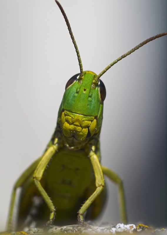 Hallo