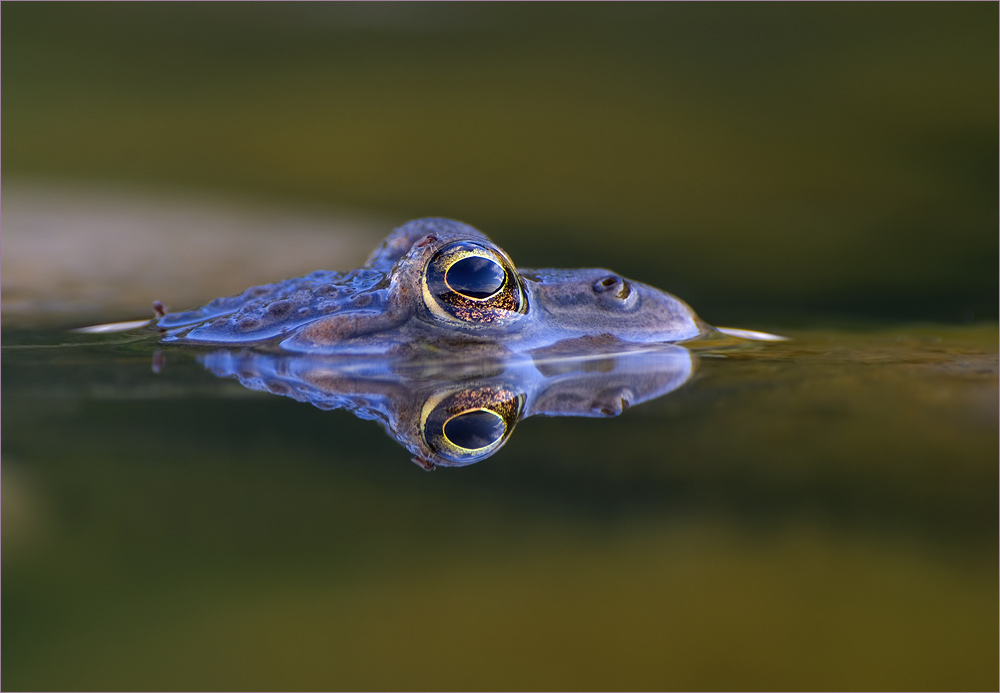 Spiegelungen
