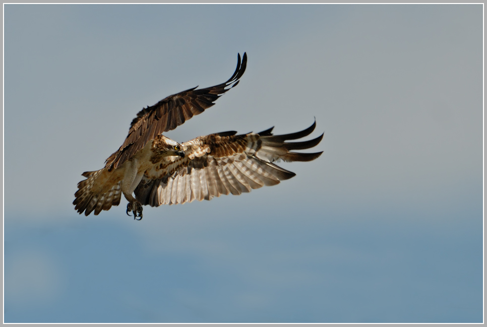 Fischadler im Anflug