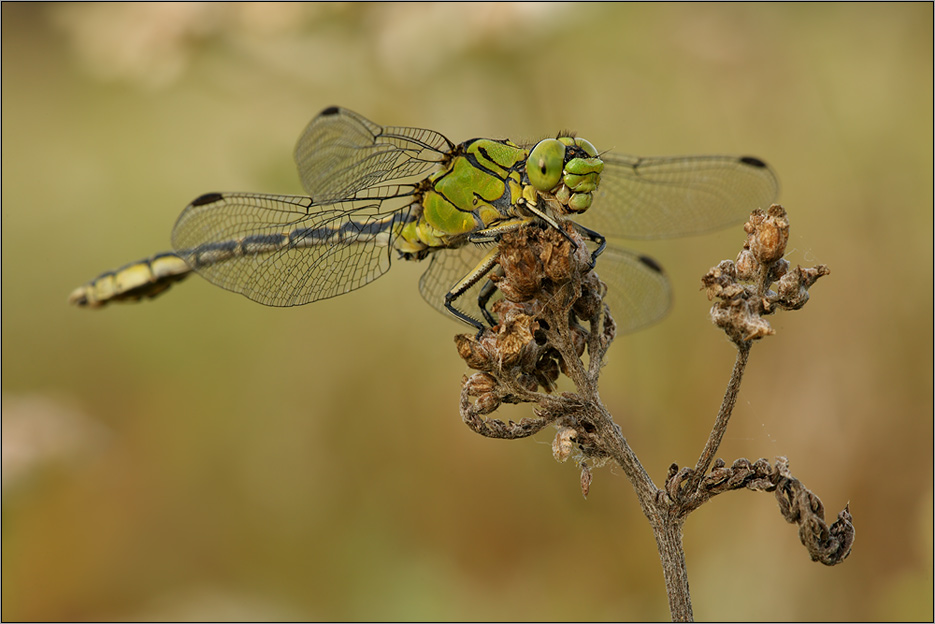 Grüne Keiljungfer (Ophiogomphus cecilia)