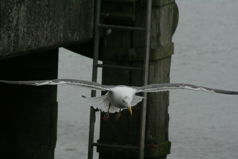 Möwe in New Ross/Irland