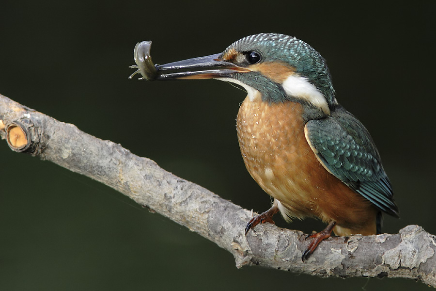Eisvogel 2