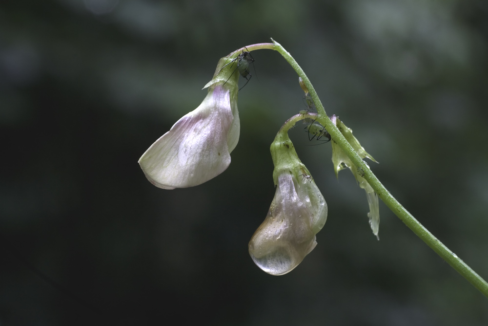 Waldwicke mit Besucher