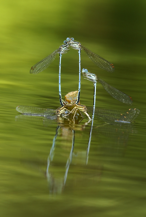 Libellen am Wasser