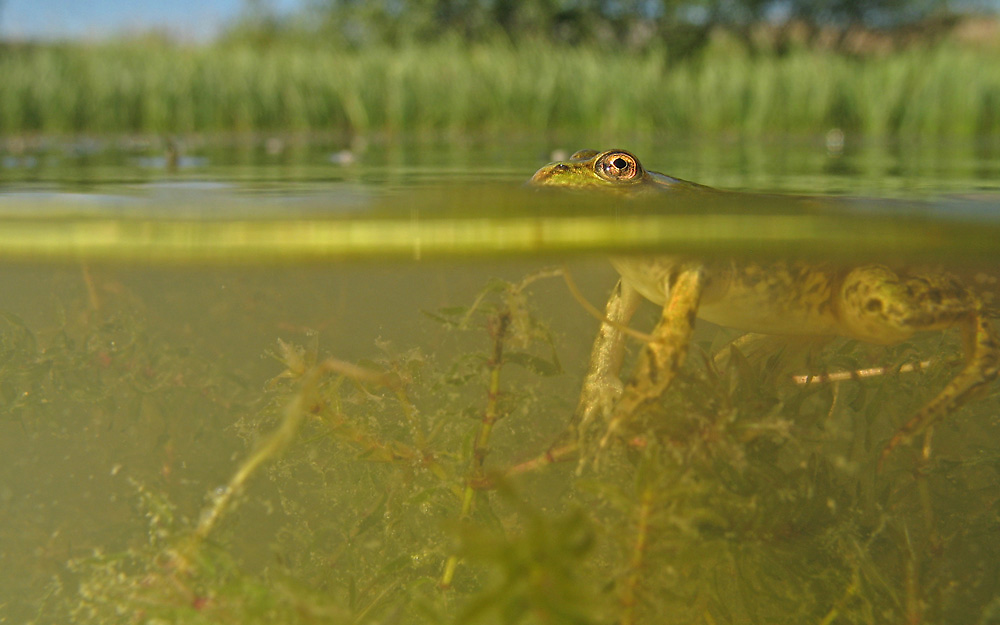 Grünfrosch 2