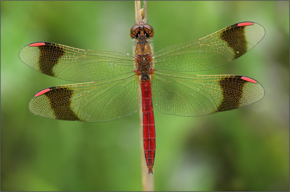 Gebänderte Heidelibelle (Sympetrum pedemontanum)