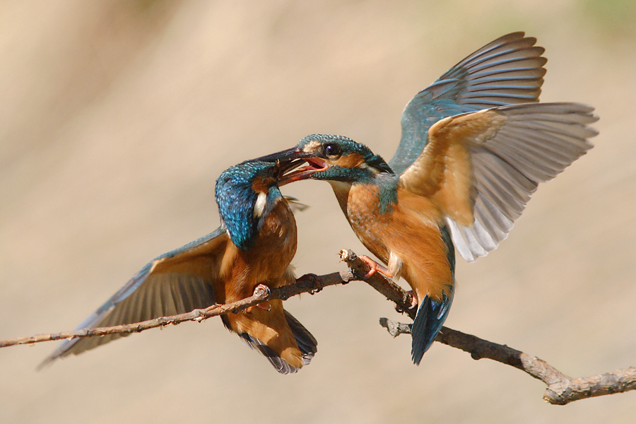 Eisvogel 4