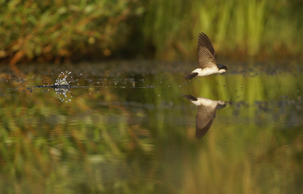 Beim Trinkflug