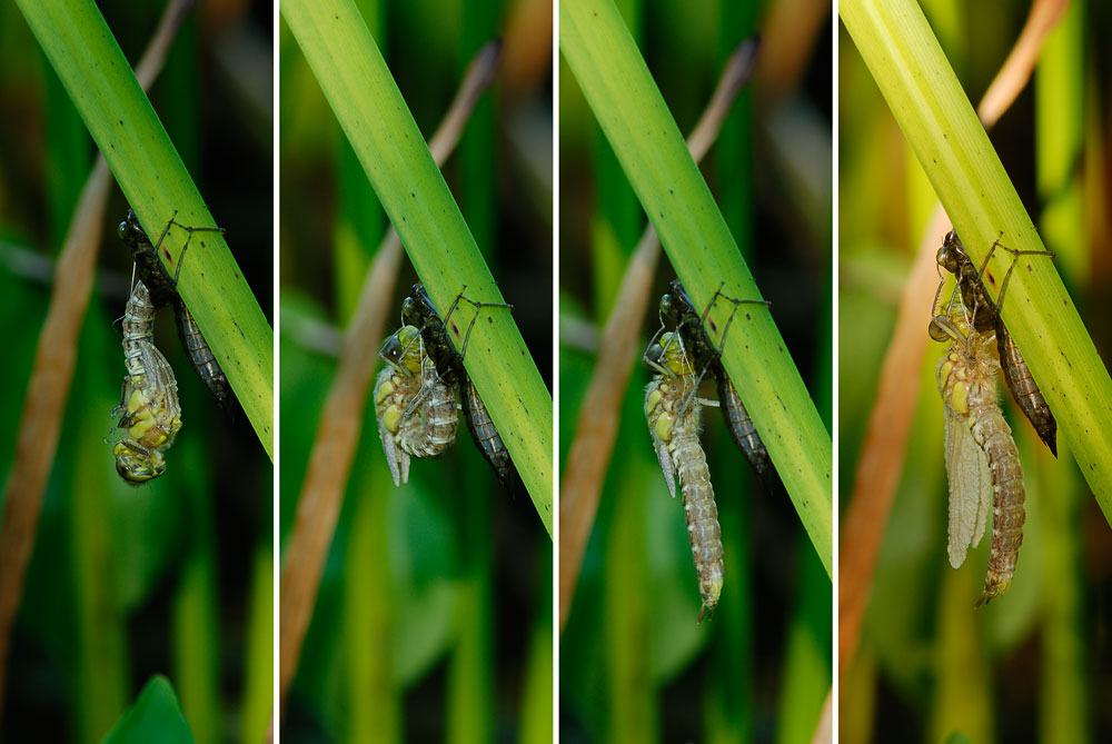 Libelle am Gartenteich