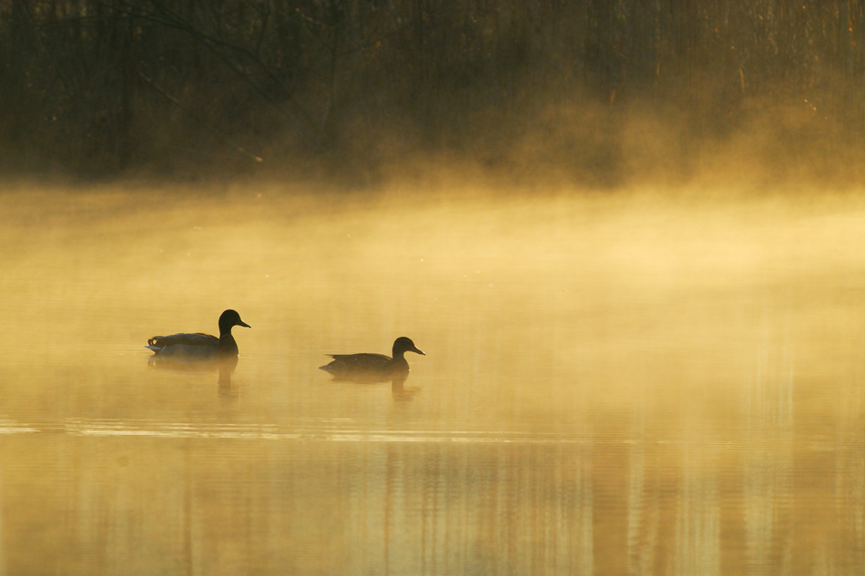 Stockenten im Morgennebel