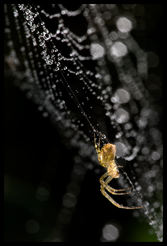 Herbstspinne