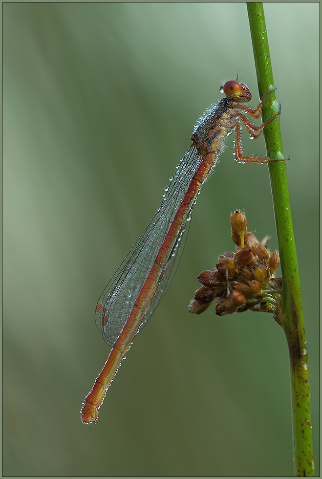 Späte Adonislibelle *Ceriagrion tenellum*