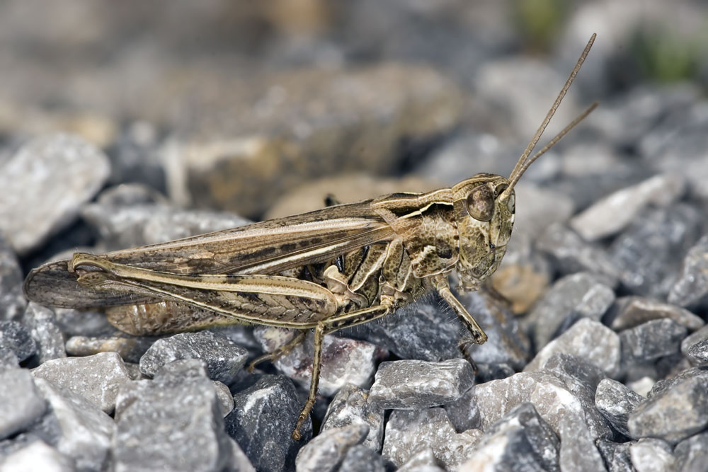 Feldheuschrecke