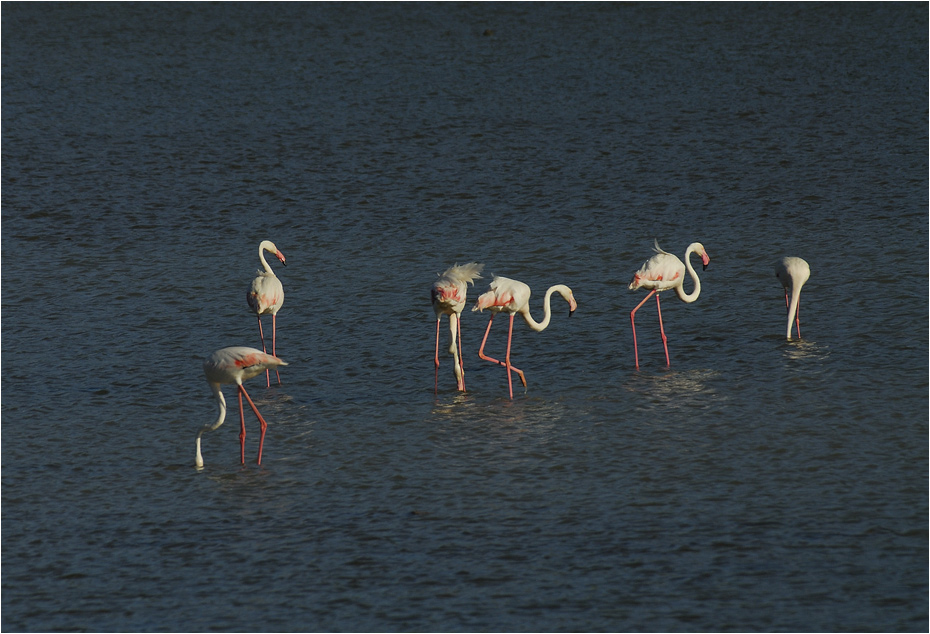 Flamingos wildlife zu erleben...