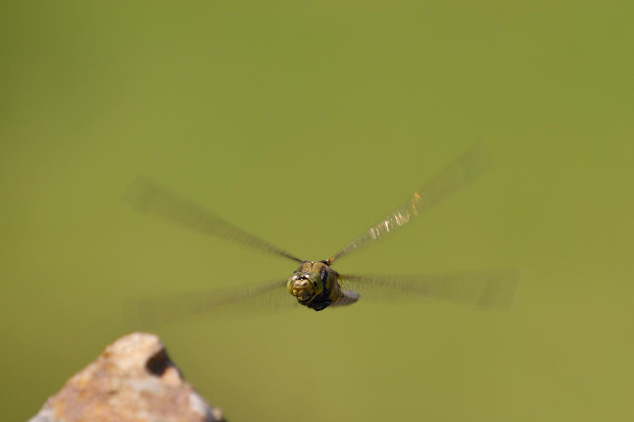 * Landeanflug *