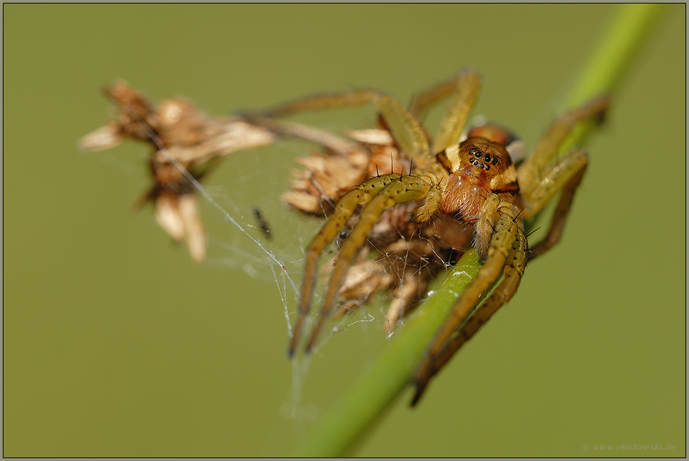 Gerandete Jagdspinne *Dolomedes fimbriatus*