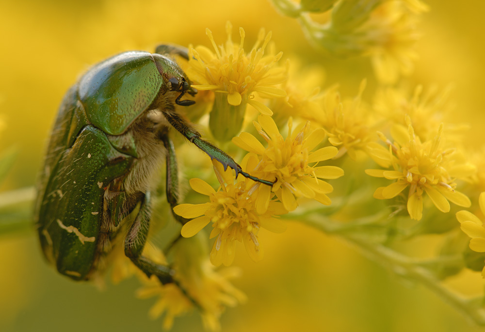Käfer mit dem Blumenstrauß