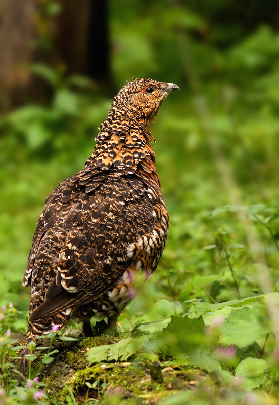 Henne vom Auerwild ( Tetrao urogallus )